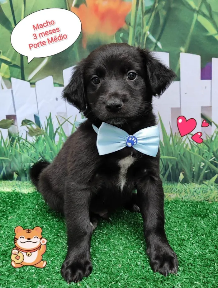 Cachorro ra a SRD-ViraLata idade 2 a 6 meses nome Bil