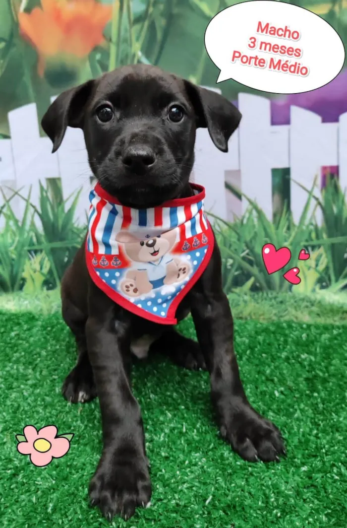 Cachorro ra a SRD-ViraLata idade 2 a 6 meses nome Filipe 