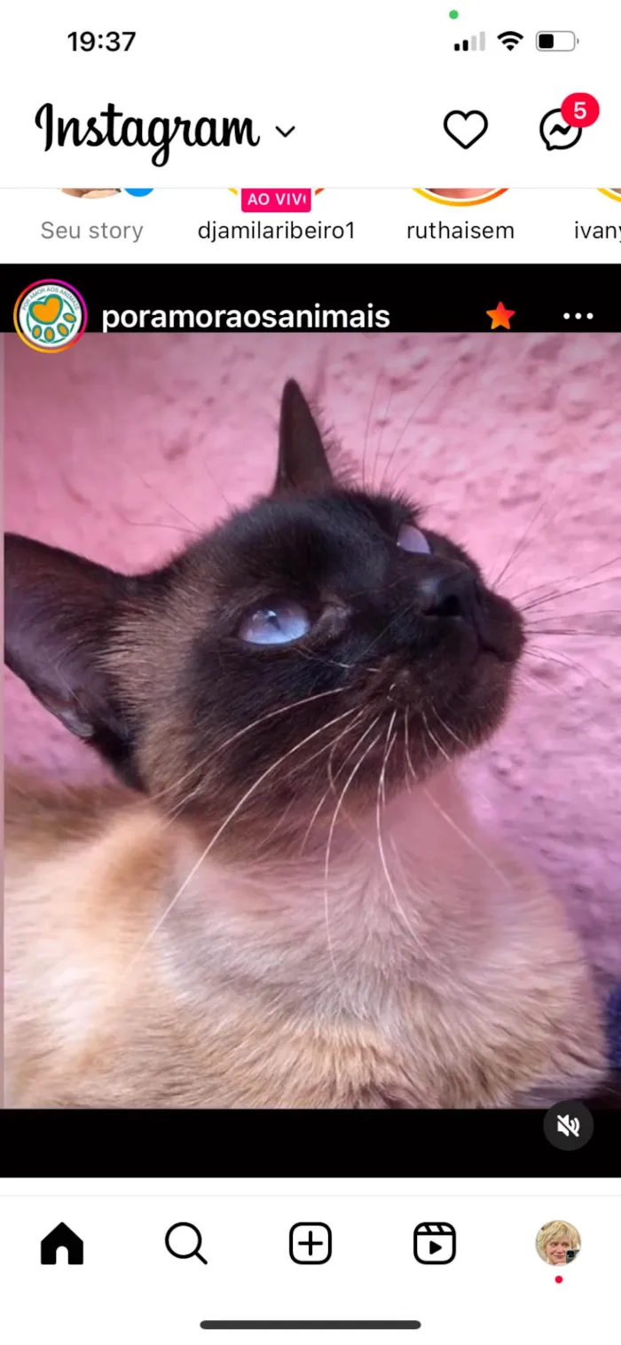 Gato ra a SRD idade 7 a 11 meses nome Natalia e Nat