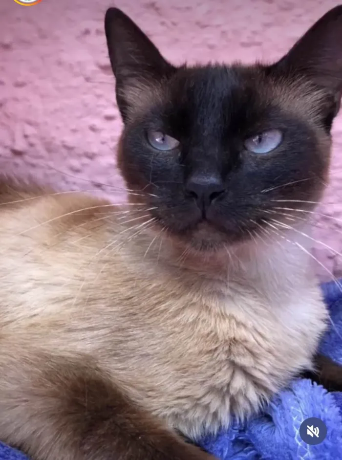 Gato ra a SRD idade 7 a 11 meses nome Natalia e Nat