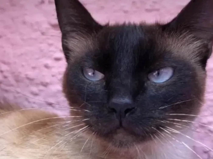Gato ra a SRD idade 7 a 11 meses nome Natalia e Nat
