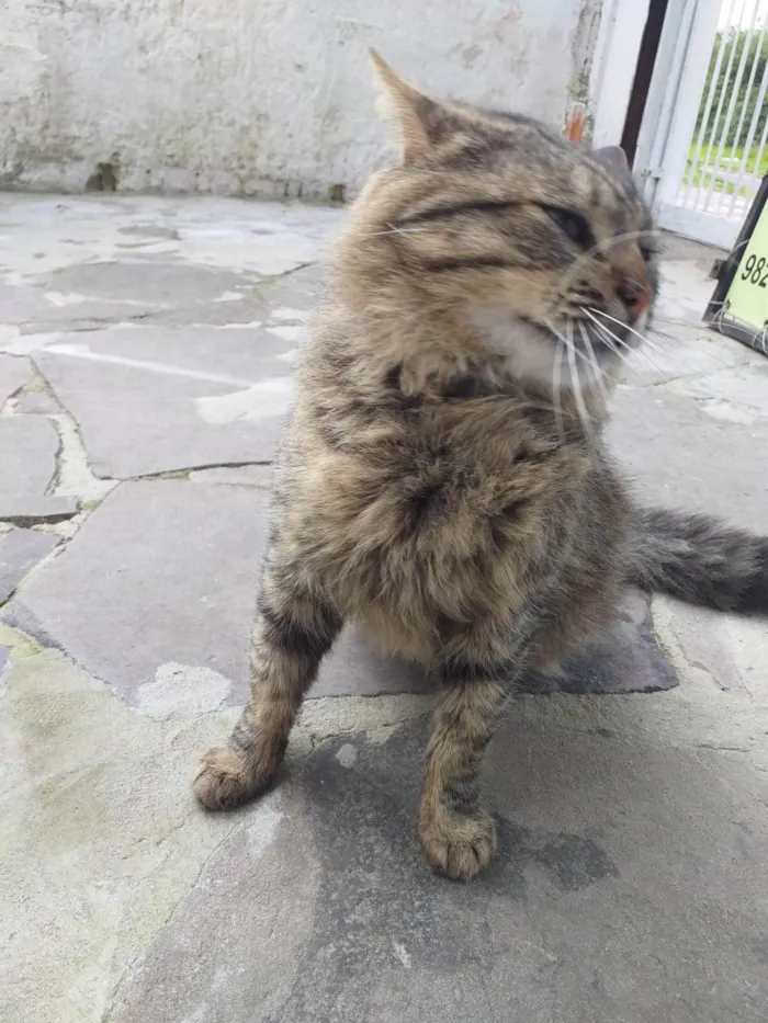 Gato ra a SRD-ViraLata idade 1 ano nome PELUDIM