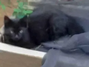 Gato raça gato idade Abaixo de 2 meses nome Filhote