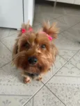 Cacau