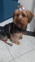 Cacau