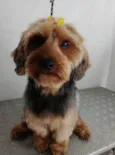 Cacau