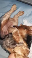Cacau