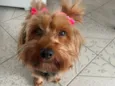 Cacau
