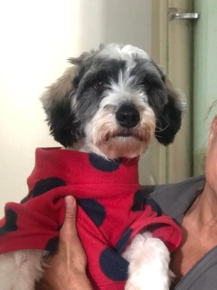Cachorro ra a SRD-ViraLata idade 2 anos nome Fêmea mix poodle