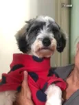 Fêmea mix poodle