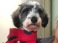 Fêmea mix poodle