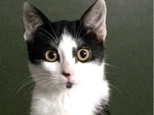 Gato raça Srd idade 2 a 6 meses nome Maria Luísa (Lulu)