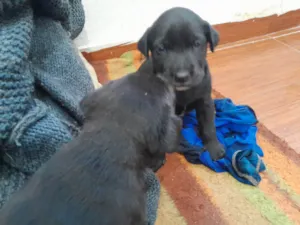 Cachorro raça SRD-ViraLata idade Abaixo de 2 meses nome Pretinhos