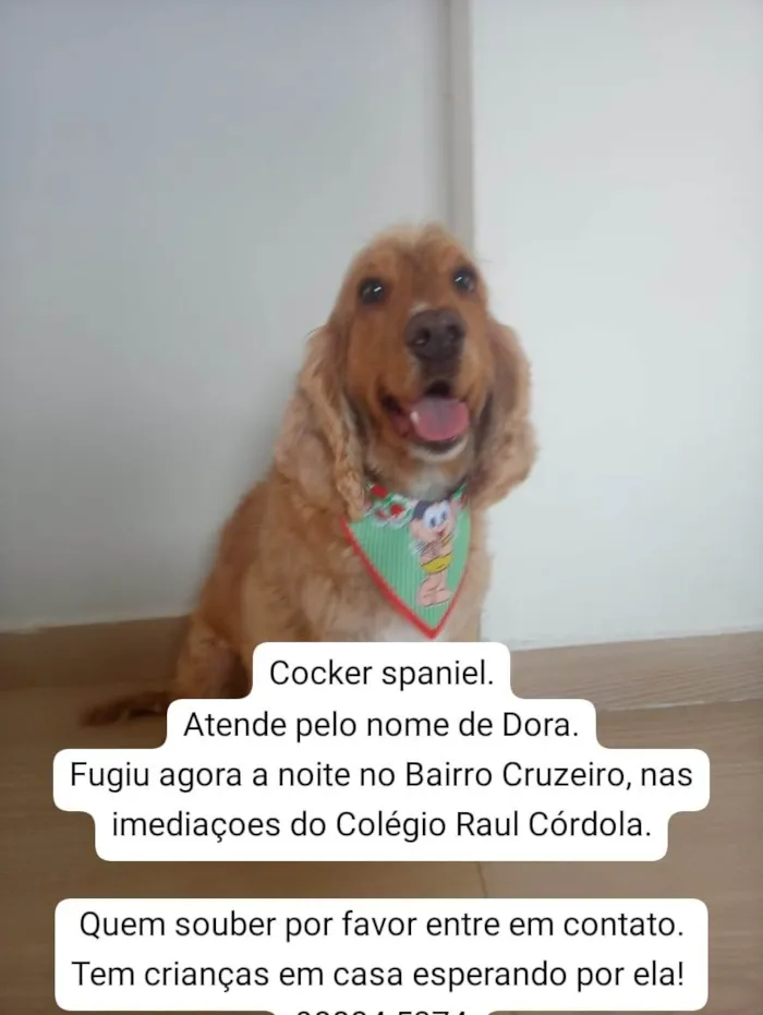 Cachorro ra a Cocker spaniel idade 3 anos nome Dora