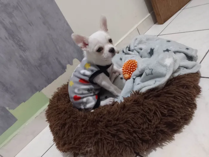 Cachorro ra a Chihuahua idade 7 a 11 meses nome Brankinho 