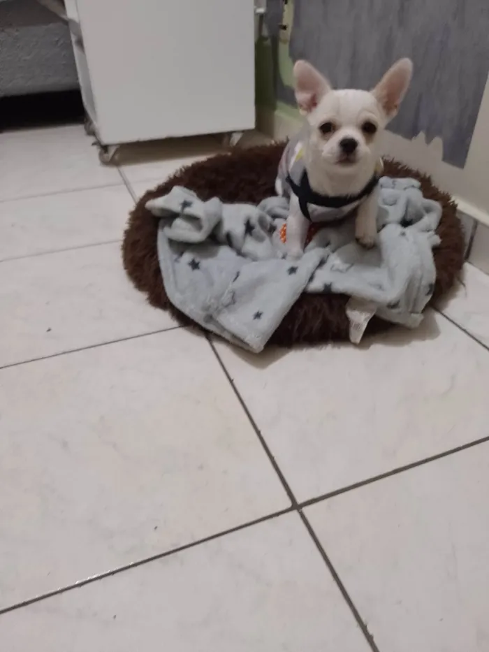 Cachorro ra a Chihuahua idade 7 a 11 meses nome Brankinho 