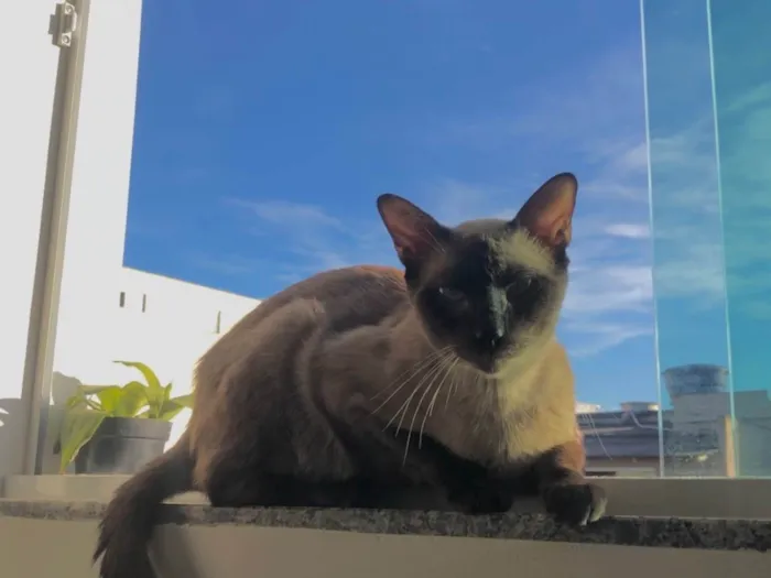 Gato ra a Siamês idade 1 ano nome Netuno