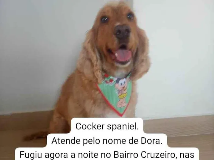 Cachorro ra a Cocker spaniel idade 3 anos nome Dora