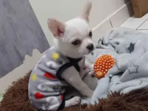 Cachorro raça Chihuahua idade 7 a 11 meses nome Brankinho 