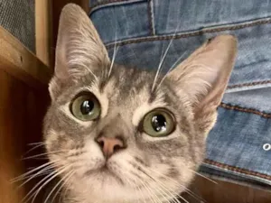 Gato raça Srd idade 2 a 6 meses nome Gabriela