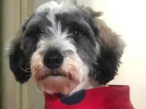 Cachorro raça SRD-ViraLata idade 2 anos nome Fêmea mix poodle