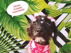 Cachorro raça SRD-ViraLata idade 2 a 6 meses nome Luly