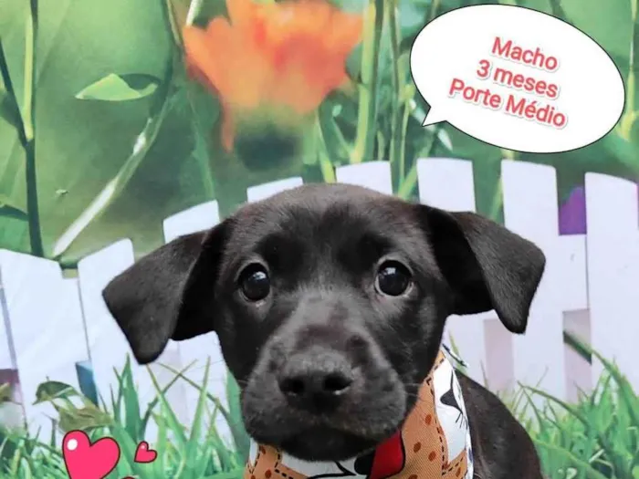 Cachorro ra a SRD-ViraLata idade 2 a 6 meses nome Pietro 