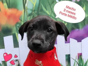 Cachorro raça SRD-ViraLata idade 2 a 6 meses nome Kaue