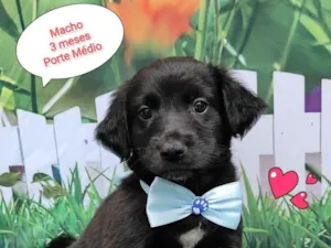 Cachorro raça SRD-ViraLata idade 2 a 6 meses nome Bil