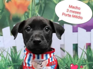 Cachorro raça SRD-ViraLata idade 2 a 6 meses nome Filipe 