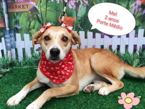 Cachorro raça SRD-ViraLata idade 2 anos nome Mel