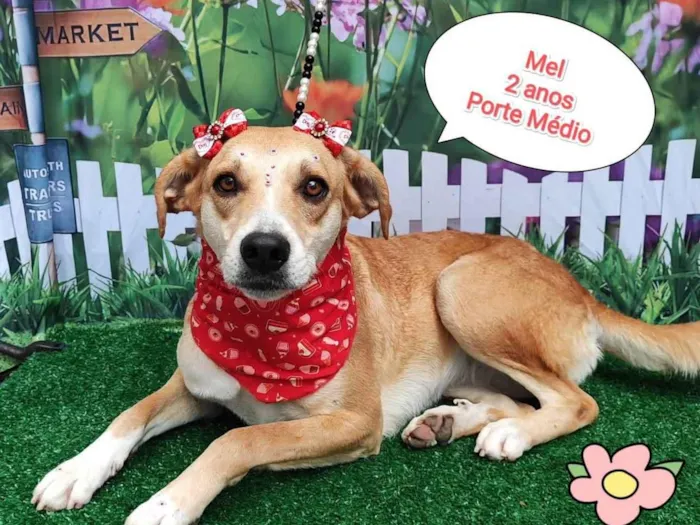 Cachorro ra a SRD-ViraLata idade 2 anos nome Mel