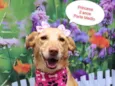 Princesa 