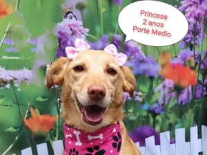 Cachorro raça SRD-ViraLata idade 2 anos nome Princesa 