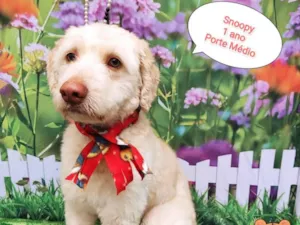 Cachorro raça SRD-ViraLata idade 1 ano nome Snoopy 
