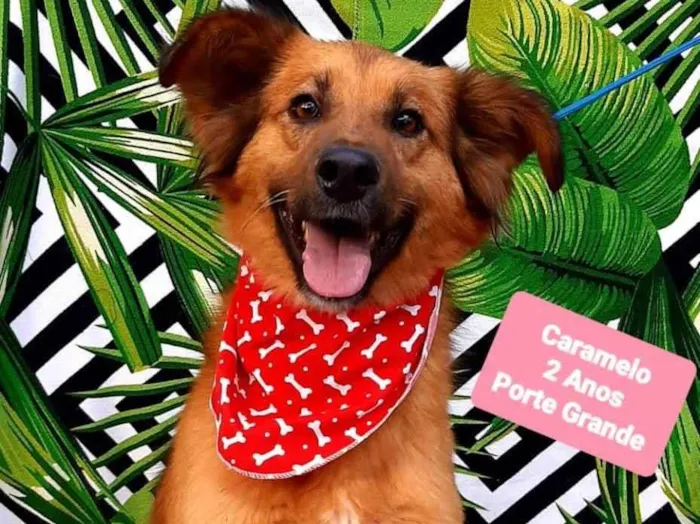 Cachorro ra a SRD-ViraLata idade 2 anos nome Caramelo