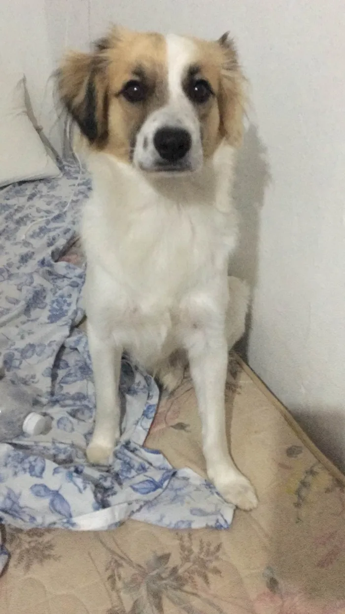 Cachorro ra a Kokoni idade 1 ano nome Apolo 