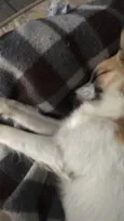 Apolo