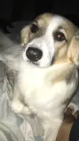 Apolo