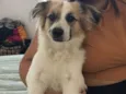 Apolo