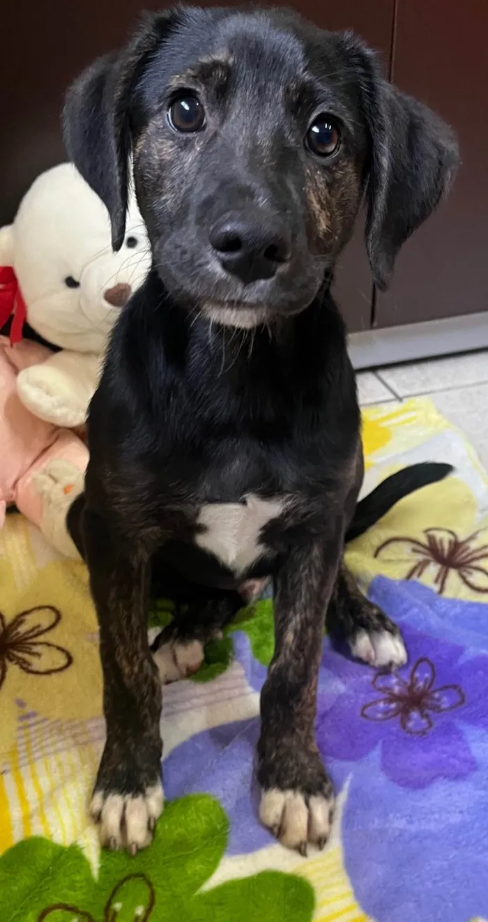 Cachorro ra a SRD-ViraLata idade 2 a 6 meses nome Apolo