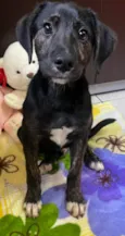 Apolo