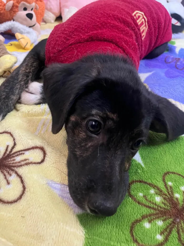 Cachorro ra a SRD-ViraLata idade 2 a 6 meses nome Apolo
