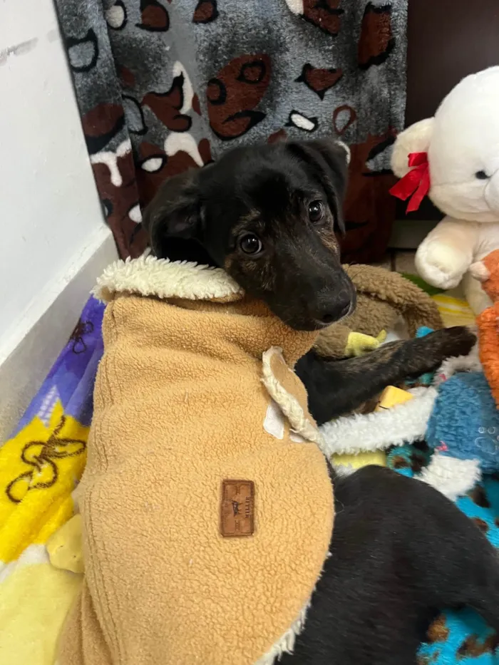 Cachorro ra a SRD-ViraLata idade 2 a 6 meses nome Apolo