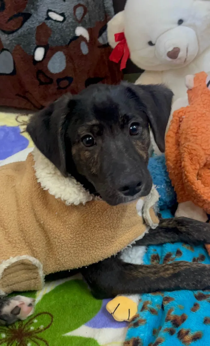 Cachorro ra a SRD-ViraLata idade 2 a 6 meses nome Apolo