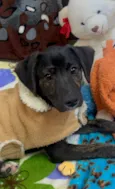Apolo