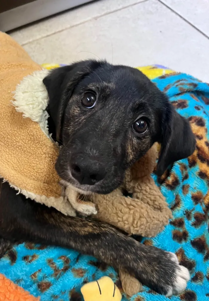 Cachorro ra a SRD-ViraLata idade 2 a 6 meses nome Apolo