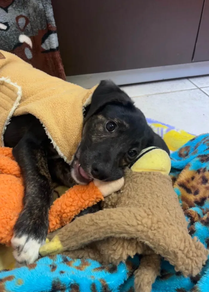 Cachorro ra a SRD-ViraLata idade 2 a 6 meses nome Apolo