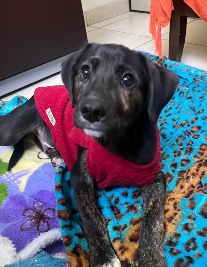 Cachorro ra a SRD-ViraLata idade 2 a 6 meses nome Apolo