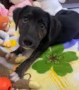 Apolo